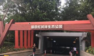 深圳红树林公园
