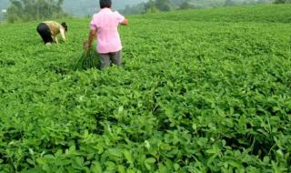 种植专业合作社 种植专业合作社