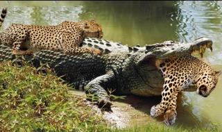 被老虎咬的女人照片 被老虎咬的女人照片