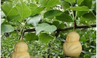 人参果树苗是真的吗