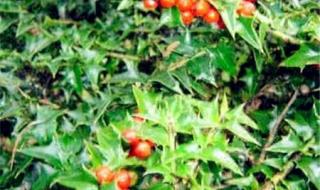 雪山一支蒿 雪山一支蒿