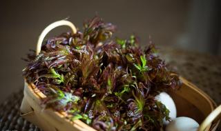 三种人不宜吃香椿 三种人不宜吃香椿