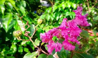 最后的心愿 最后的心愿