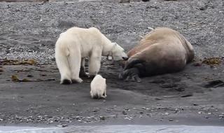 寻找北极熊 寻找北极熊