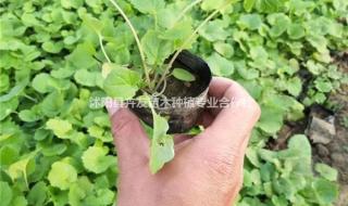 诸葛菜又叫什么 诸葛菜又叫什么