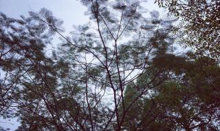 望断南飞雁 望断南飞雁