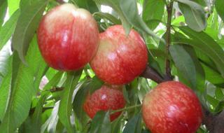 山东水果批发市场 山东水果批发市场