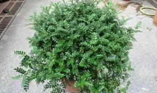 清香木的功效和作用 清香木的功效和作用