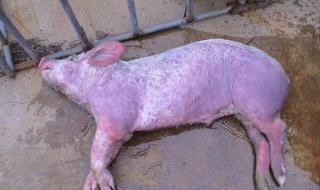猪得了蓝耳病怎么治 猪得了蓝耳病怎么治