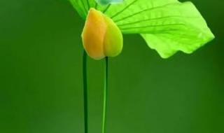 2024年烟花爆竹感言 2024年烟花爆竹感言